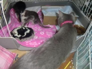 保護にゃん＆ライフ