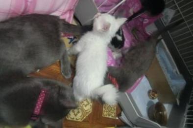 保護にゃん＆ライフ