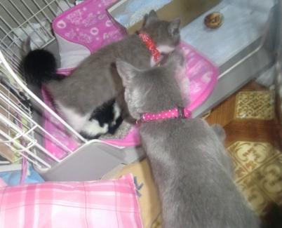 保護にゃん＆ライフ