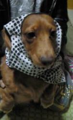 盗人じゃ無いワン