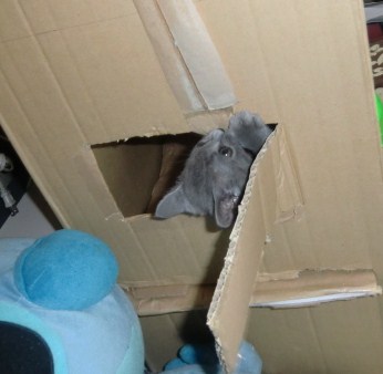 ライフ　キャットタワー