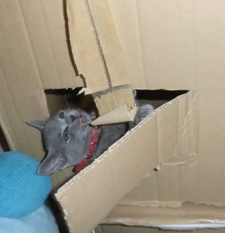 ライフ　キャットタワー