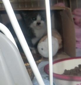 グレー×白　仔猫