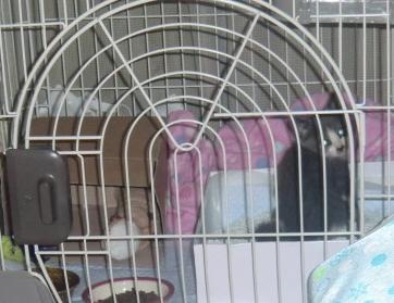 グレー×白　仔猫