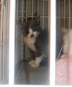 グレー×白　仔猫