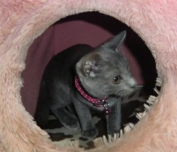 ビックリしたにゃ