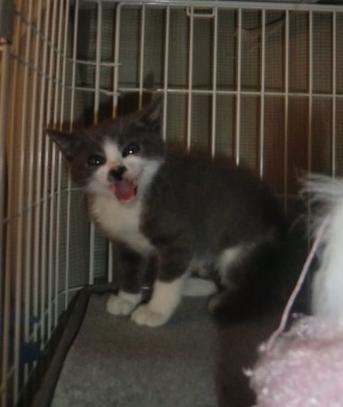 グレー×白　仔猫