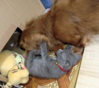 ライフ&クッキー