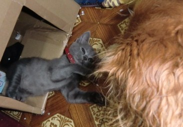 ライフ&クッキー