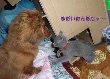 ライフ&クッキー