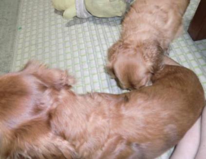 クッキー＆ストーカーチェロ