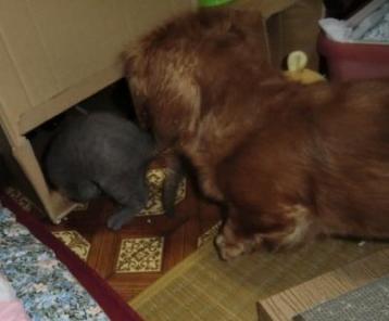 ライフ&クッキー