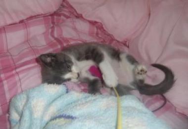 保護にゃん　シャー