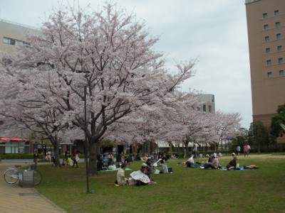 みなとみらい桜