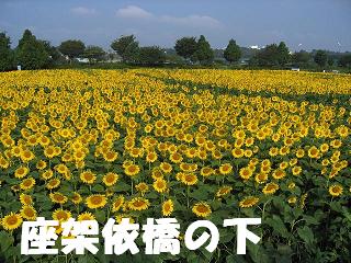 himawari