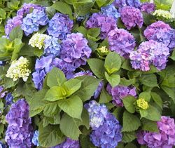 紫陽花