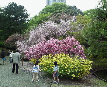 2008年桜 013.jpg