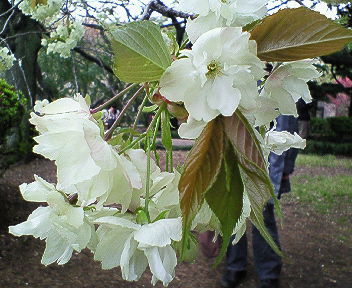 2008年桜 017.jpg