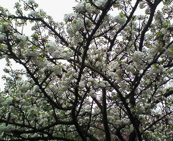 2008年桜 018.jpg