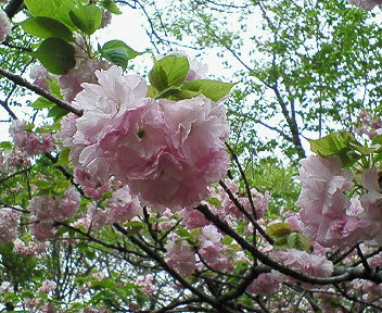 2008年桜 022.jpg