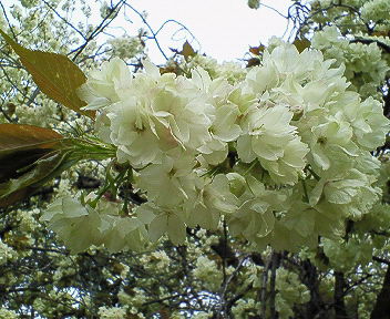 2008年桜 024.jpg