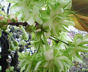 2008年桜 029.jpg