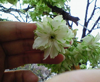 2008年桜 028.jpg