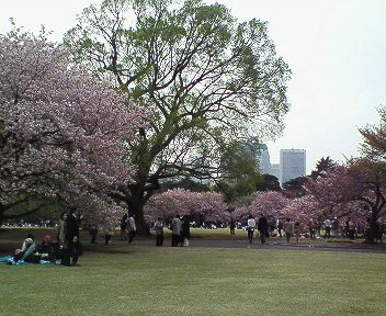 2008年桜 030.jpg