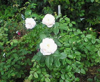 携帯保存分 006.jpg