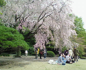 2008年桜 008.jpg