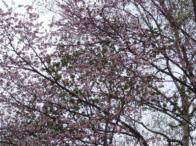 大通公園６丁目の桜