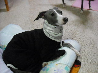 ＣＯＣＯちゃん