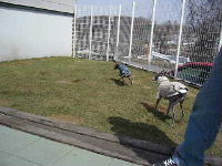 2006_0415画像0008.JPG