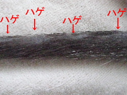 ハゲハゲハゲ・・・