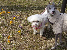 2006_0415画像0035.JPG