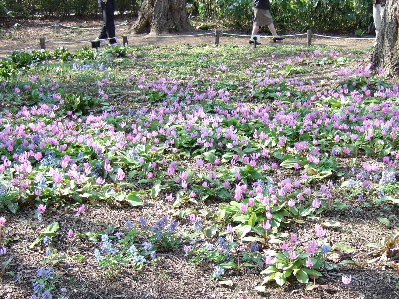 かたくりの花