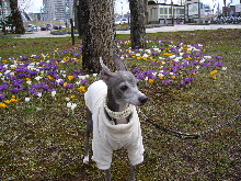 2006_0421画像0012.JPG