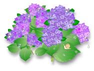 紫陽花