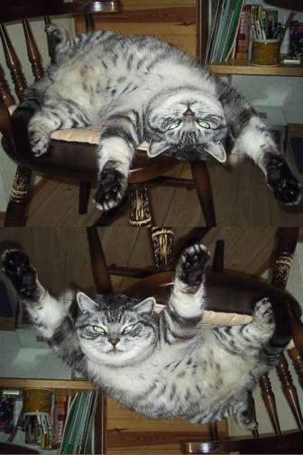 空飛ぶ猫
