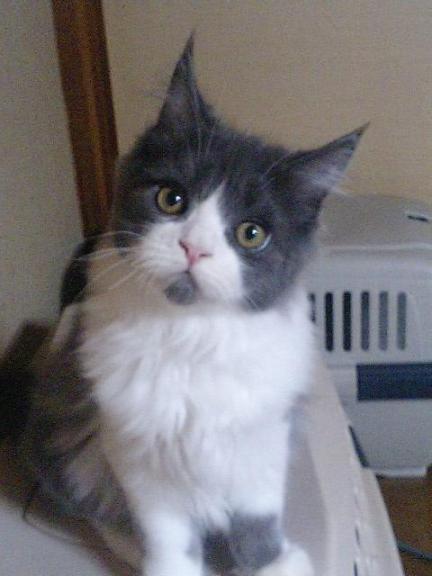 マツリの仔.チョッパー