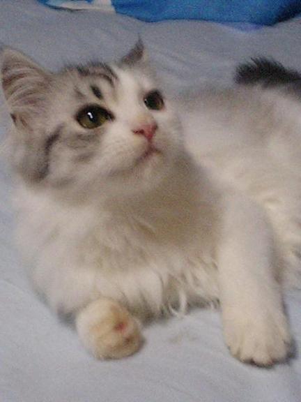 マツリの仔.うやま