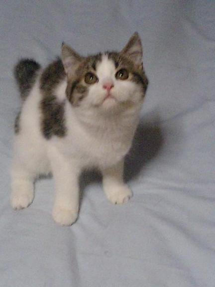 サクラの仔.コザクラ