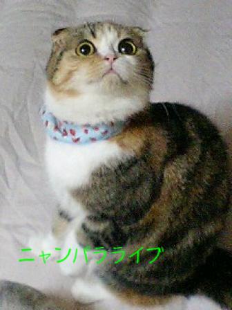 ニャンパラ、プリン