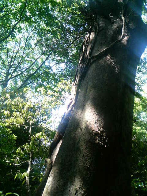 木肌に日の光