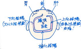 頭の大腸関連部位