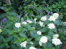 白山神社のあじさい