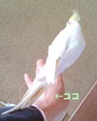 よごれはんぞう