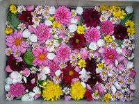 花いっぱい