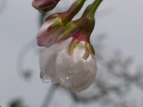 P1020128.JPG