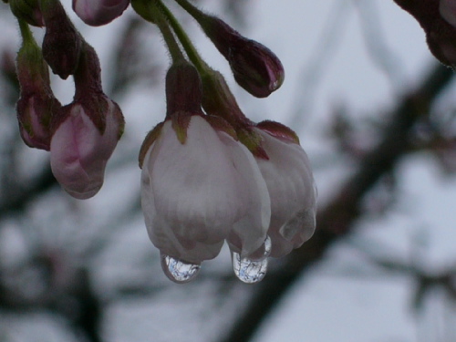P1020143.JPG